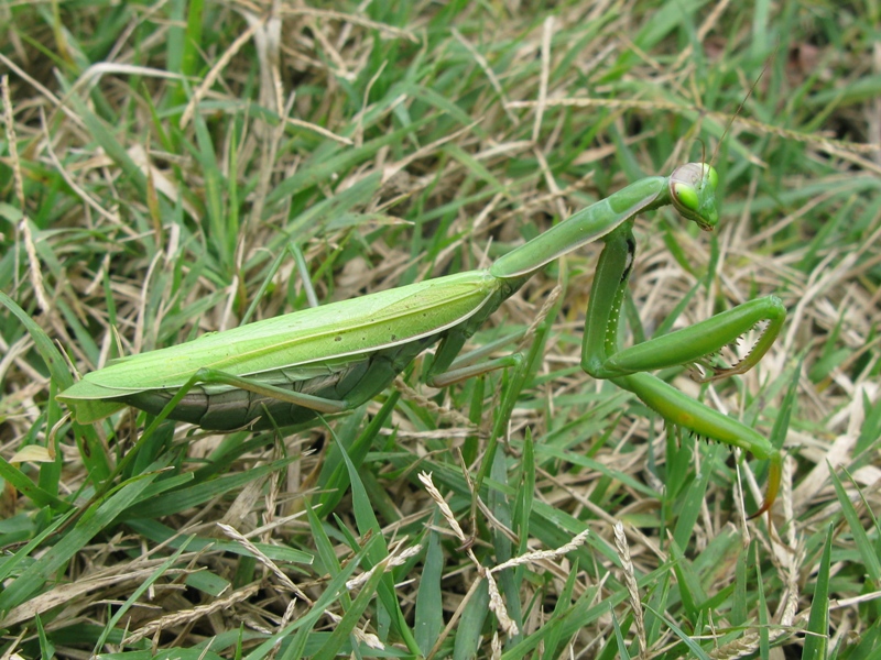 Carrellata di mantis religiosa...